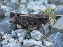 Melanoplus huroni