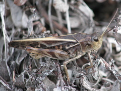 Pardalophora apiculata