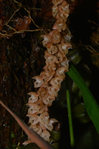 rattlesnake orchid