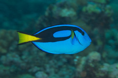 Paracanthurus hepatus