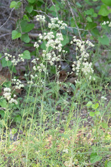 Hymenopappus artemisiifolius