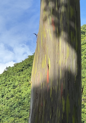 Eucalyptus deglupta, 2026-08-06