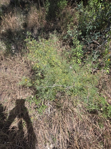 Mimosa borealis, photograph 5