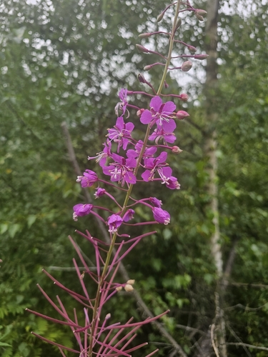 fireweed