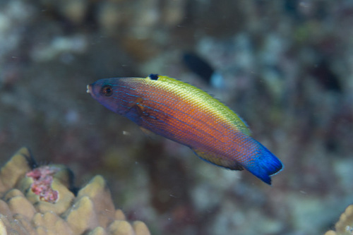 Yellowback tubelip (Labropsis xanthonota) — Labridae — 2