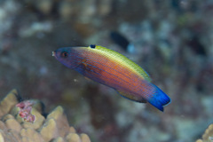 Labropsis xanthonota