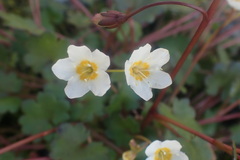 Romanzoffia sitchensis