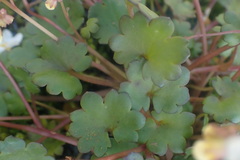 Romanzoffia sitchensis, photograph author not stated, no rights reserved