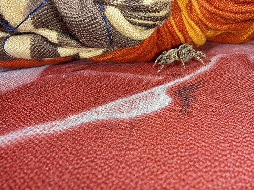 Pantropical Jumping Spider