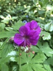 Geranium macrorrhizum