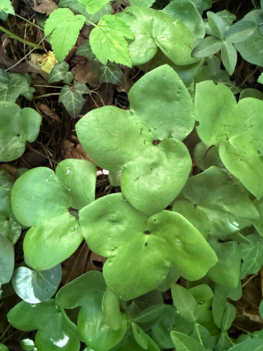 Liverleaf