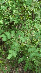 Berberis swaseyi, photograph (c) Noland Martin, some rights reserved (CC BY)
