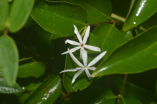 Wild Jasmine