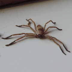 Polybetes rapidus