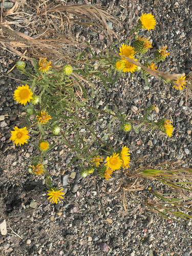 Curlycup Gumweed