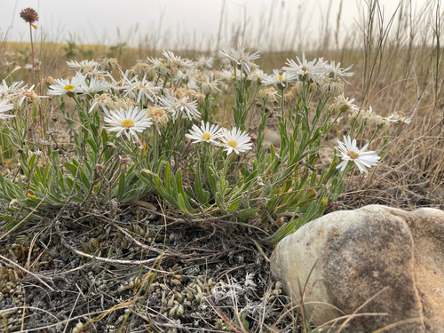 Caespitose Fleabane