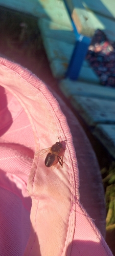 Western Honey Bee