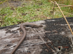 Hemiergis gracilipes