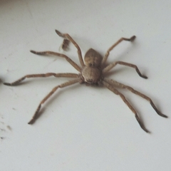 Polybetes rapidus