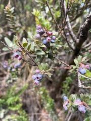 Vaccinium floribundum