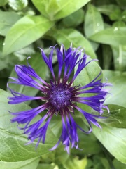 Centaurea montana