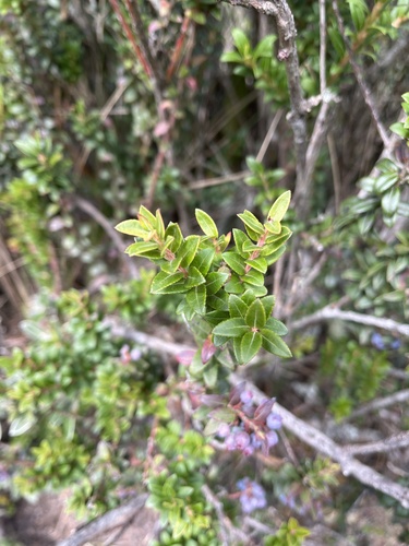 Vaccinium floribundum, photograph 2