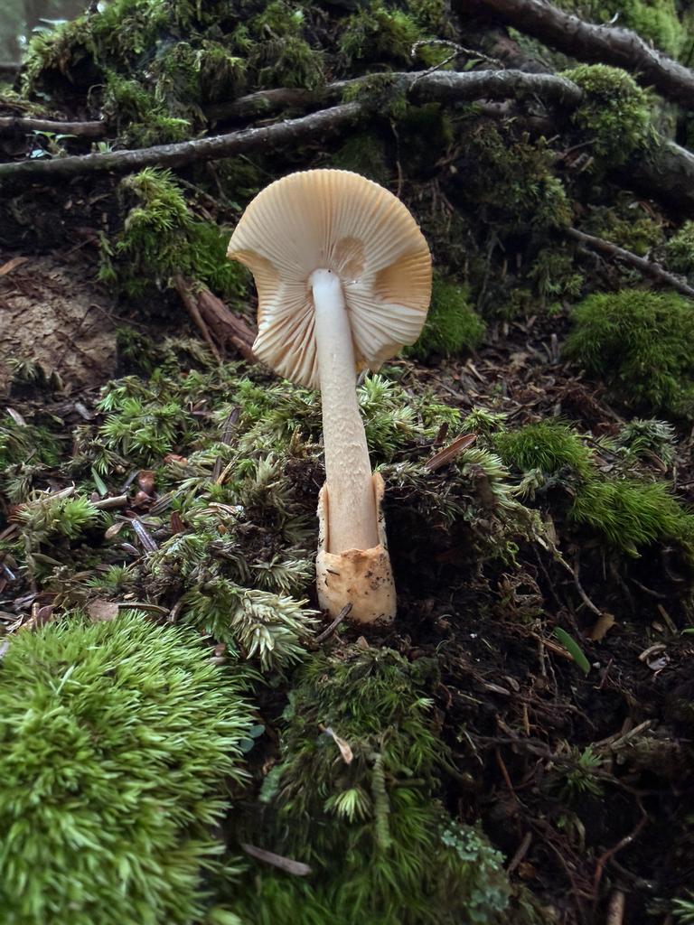 Tawny Grisette · August 2026 · photo: Photo: (c) Nat Gorka, some rights reserved (CC BY) · iNaturalist