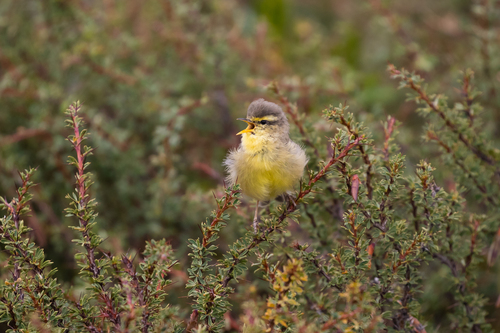 Tickell's Leaf Warbler (Phylloscopus affinis), photo 3