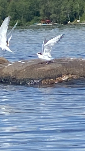 Common Tern