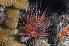 Pterois antennata