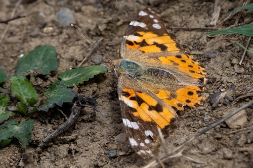 Painted Lady