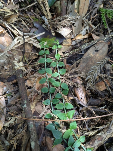 Psychotria serpens, photograph 2