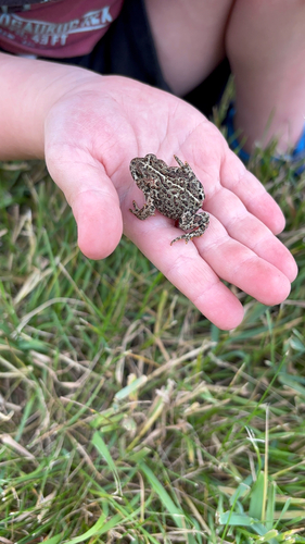 Boreal Toad