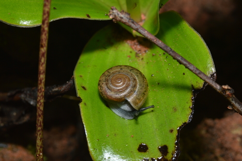 Siamese Common Snail