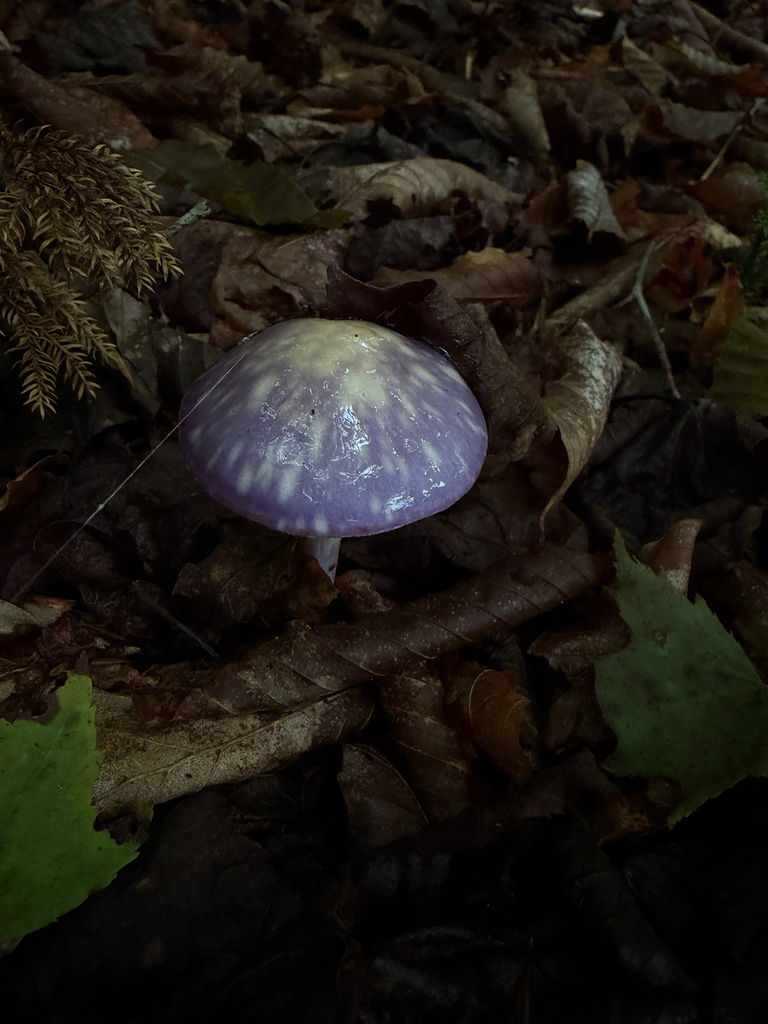 Viscid Violet Cort · August 2026 · photo: Photo: (c) Nat Gorka, some rights reserved (CC BY) · iNaturalist
