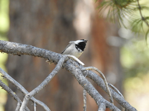 iNaturalist observation photo of Mountain Chickadee