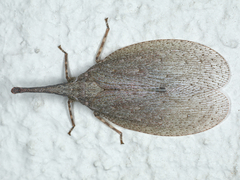 Rentinus dilatatus