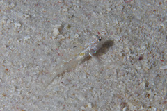 Fusigobius