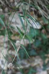 Phyteuma scheuchzeri