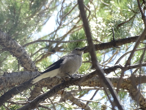 iNaturalist observation photo of Clark's Nutcracker