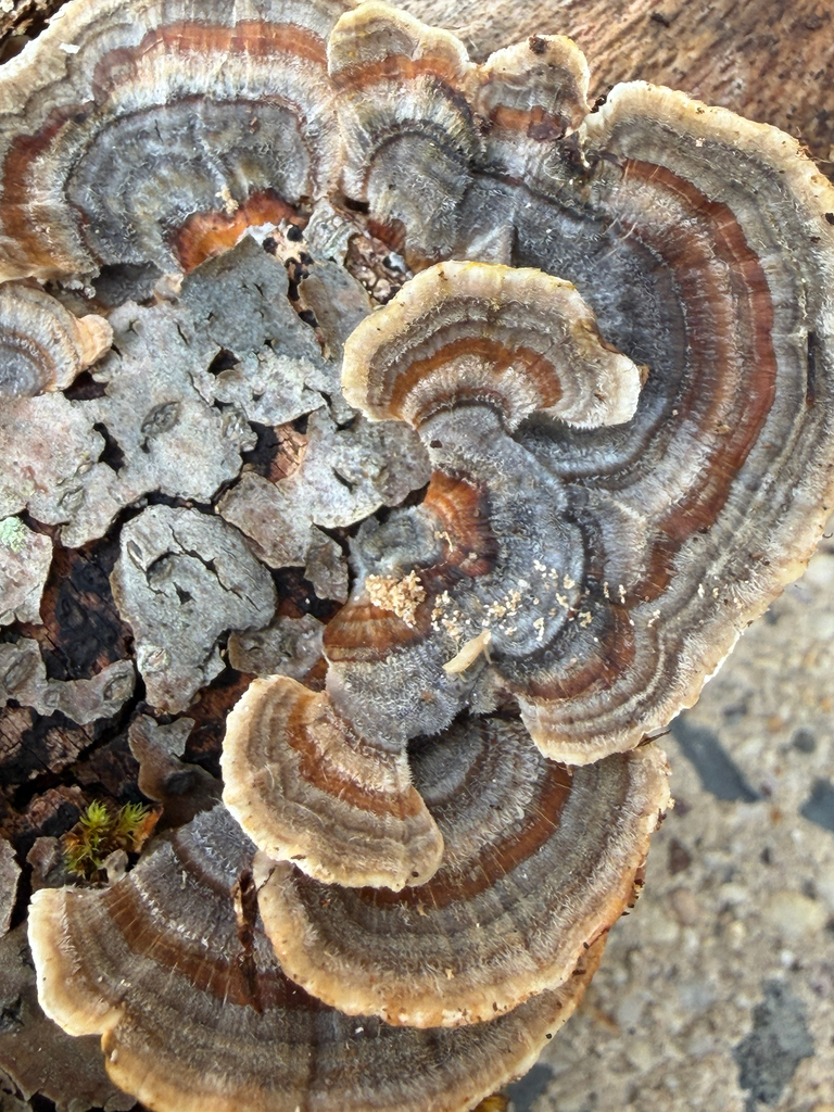 turkey-tail · August 2026 · photo: Photo: (c) Nat Gorka, some rights reserved (CC BY) · iNaturalist