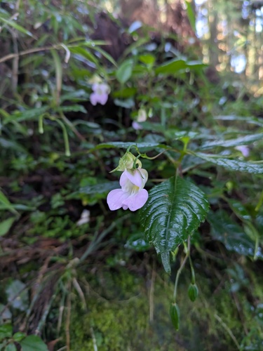 Impatiens uniflora, photograph 2