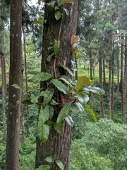 Hydrangea integrifolia