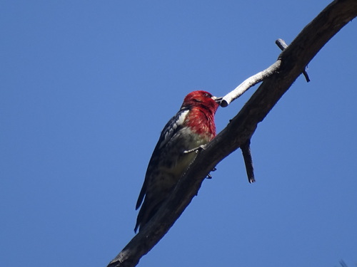 iNaturalist observation photo of Red-breasted Sapsucker