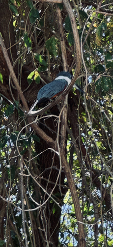 Ringed Kingfisher
