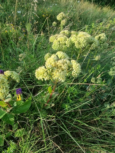 Great Stonecrop
