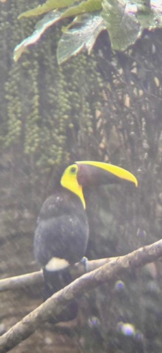 Yellow-throated Toucan