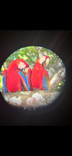 Scarlet Macaw
