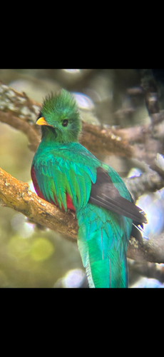 Resplendent Quetzal