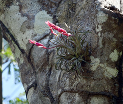 Tillandsia paraensis